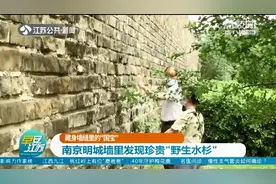 植物“活化石”自然繁衍有多难？南京明城墙里发现珍贵的“野生水杉”图片