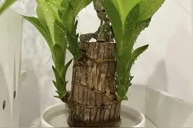 5种花“泡在水里养”，呼呼冒新叶，长一盆“不费劲”图片