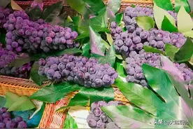 洗葡萄，跟着果农学习，洗得干净，放心吃图片