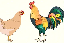 母鸡为了繁衍后代，竟可以主动变成公鸡，究竟怎么回事？图片