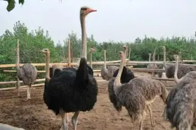 国外极度风靡，三年就能赚200万的鸵鸟，三大因素决定很少有人养图片