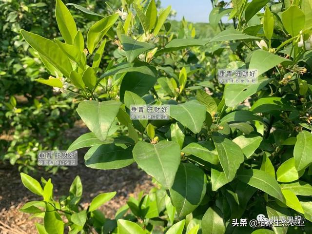 干货来啦！不同柑橘品种的一保药剂方案分享