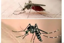 身边吸血的“虫虫”：蚊子、白蛉、蠓、蚋、虻图片