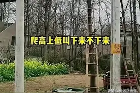 最近一名河南八十岁老太太让人惊掉下巴了。因为她居然爬上十几米高的树梢，来摘榆钱图片