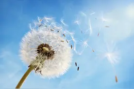 开幕式中的小草和蒲公英太美了，原来含义这么多？带娃学起来图片