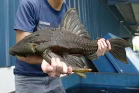 观赏鱼养几条最好？为什么养鱼养单不养双？养单有什么好处？图片