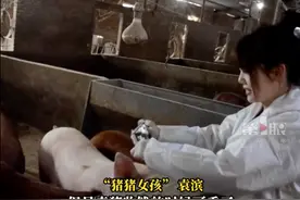 00后大学生回村养猪年入300万，你怎么看待年轻人去养猪厂工作？图片