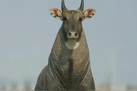 怎么看都是头牛，却号称全亚洲最大的羊图片