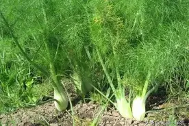 茴香怎么种植，才能长年有菜吃图片