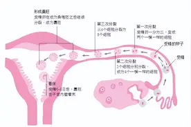 这5个养卵方法简单又实用，试管婴儿成功率高图片
