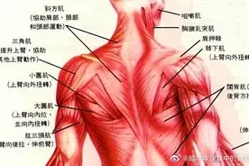 偏瘫患者上肢肌群的自我牵伸训练图片