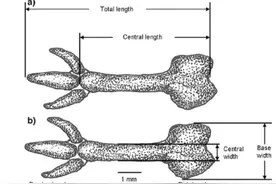 阴茎骨是什么？人类为什么没有呢？奇怪的知识增加了图片