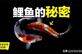 鲤鱼在美国泛滥成灾，而我们的祖先在1000年前就改造过它们图片