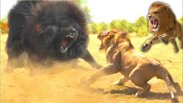 鬼獒vs狮子，如果藏獒之王单挑猫科一哥，谁会活到最后呢？