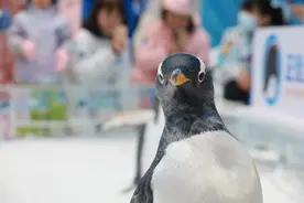 就在这里！每天都有企鹅见面会图片