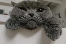 母猫做了“绝育”手术后太吓人了，简直判若两猫！图片