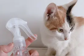 去除猫尿味的小技巧图片