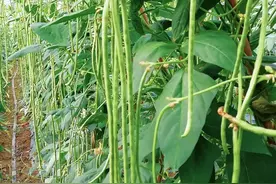 适合四季种植的5种蔬菜，种植简单，生长快亩产量高图片