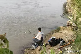 鮰鱼成群抢食，黄河郑州段出现新鱼种？钓友：钩子扔下去就有鱼咬图片