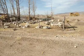 第一次养羊，直接买小羊好还是大羊好？养殖户经验分享图片