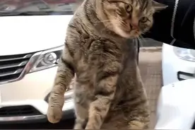 “自家猫”吃垃圾被女子拎回，到家后呆住，怎么有2只猫 ？图片