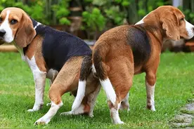 两只狗交配时，为什么会连在一起分不开？图片