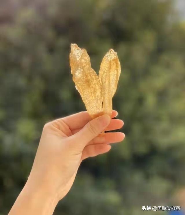 阴阳鱼胶的功效 2026年阴阳鱼胶的功效与其他鱼胶相同吗