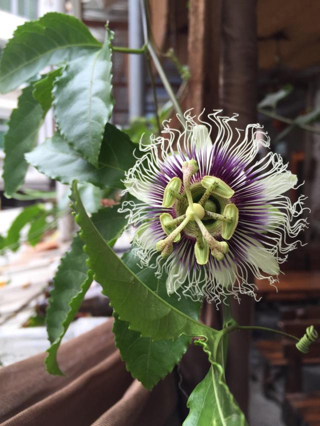 广西一种“酸蛋果”，以往鸟儿都嫌酸，因营养多，现成昂贵的水果