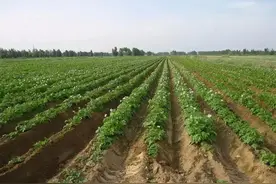 中国人的智慧：垄耕种植法图片