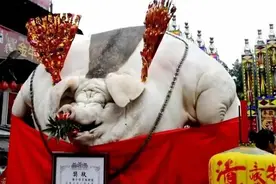 浙江老汉养出2200斤“猪王”，央视专门拍纪录片，死后受万人敬仰图片