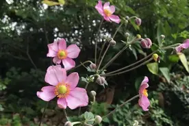 打破碗花花也叫野棉花，它是一种怎样的植物图片
