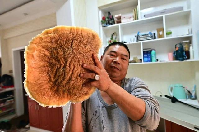 8斤!新疆男子捡到的黑太岁究竟是啥?为何能价值百万