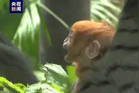 呆萌可爱！金黄色新生黑叶猴宝宝来了图片