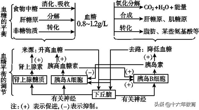 高中生物三年必背知识最全汇总（建议打印）