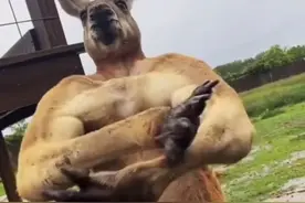 他们割下国宝的蛋，灌进水泥做成纪念品？袋鼠怎么混得那么凄惨？图片