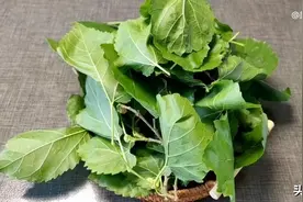 桑叶加生姜泡水喝，老一辈人留给我们的一个土方法，很多人不知道图片