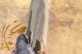 半斤重！陕西钓友水库钓获巨型马口，网友希望钓鱼人放生图片