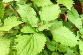 药用植物——紫苏叶图片