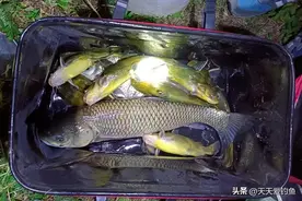 晚春夜钓4大爆护招数，大鱼一条接一条，狂拉很容易图片