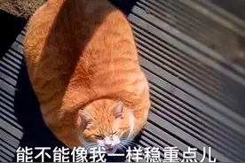 “养了一只橘猫后，家里坏了5个体重秤”图片