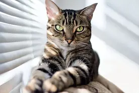 养猫首选！这几种猫，好养而且身体棒图片