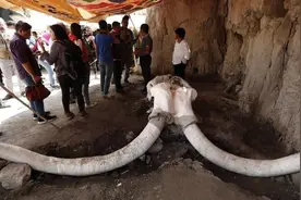 孤岛到底有何魔力？在岛上生存短短5000年，猛犸象从6吨瘦身到2吨图片