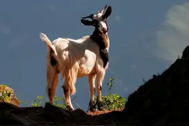 羊痘的症状有哪些？羊痘怎么治疗？羊痘用什么药治疗效果好？图片