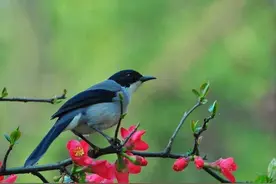 俗语“家有四声叫，不是好征兆”什么意思，四声指哪四声？图片