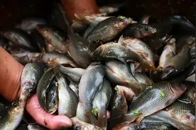 稻田养鱼是否可取？为何养“稻花鱼”的人越来越少，有何缺陷？图片