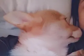 大耳朵图图图片