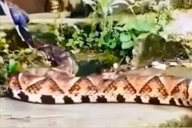 寒毛卓竖！江苏盐城，有村民在老屋门前，发现一条翘头短尾大怪蛇图片