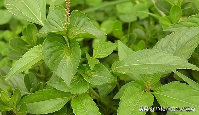 踏春必备“百草图”之三，身边那些有价值的野草，你能认识几种？