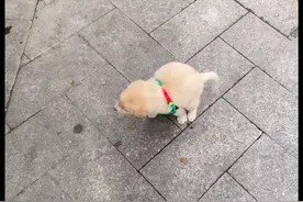 小狗被收养后，狗妈连续5天往返10公里喂奶，最后的告别破防了！图片