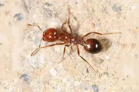 物种入侵简直就是“隐藏的危机”，那地表最恐怖的入侵物种是谁？图片